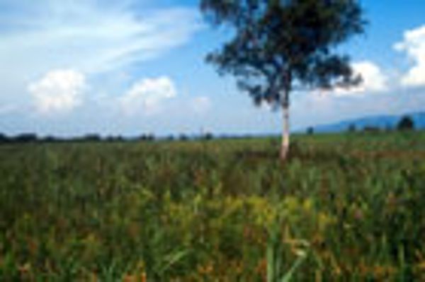 Steuwiesen im Rheindelta