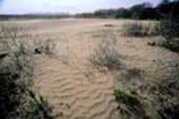 Sanddünen in Weikersdorf, Niederösterreich