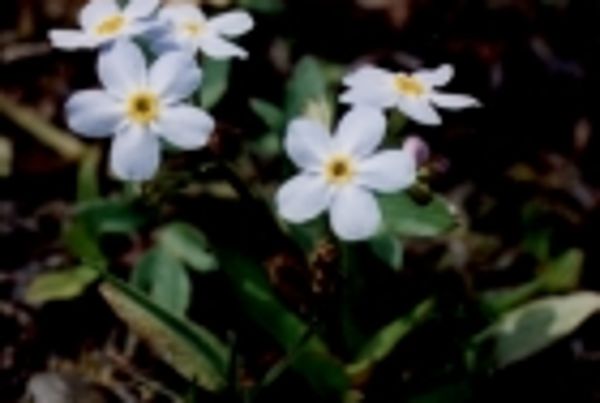 Blumen - Vergissmeinnicht