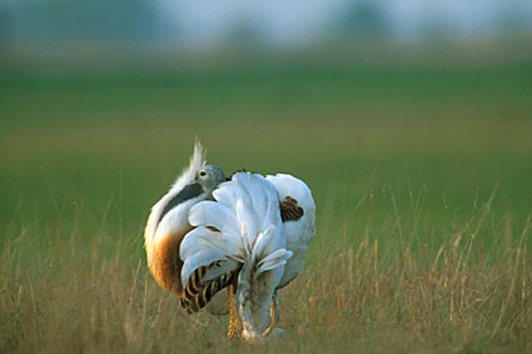 Hahn balzend auf einer Wiese