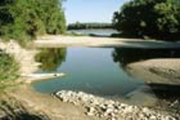 Altarm bei Orth an der Donau
