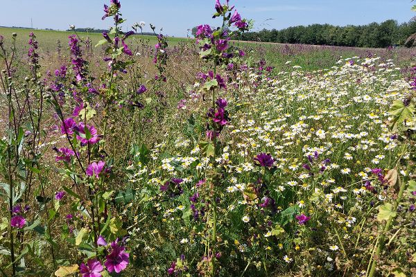 Biodiversitätsflächen