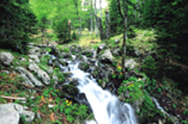 Fließgewässer im Nationalpark Kalkalpen
