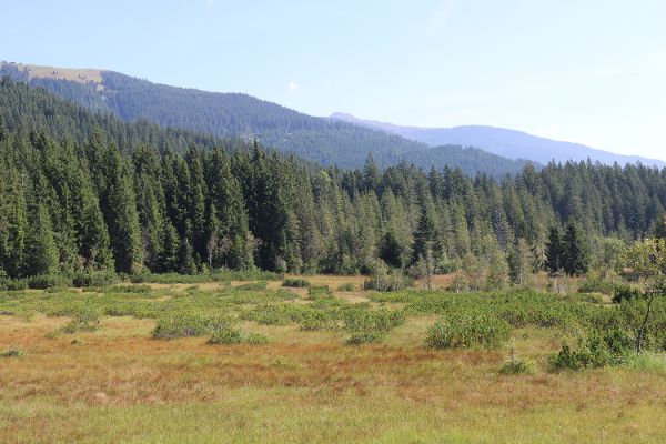 Landschaftsbild im Hintergrund Berge, Waelder und vorne Moos
