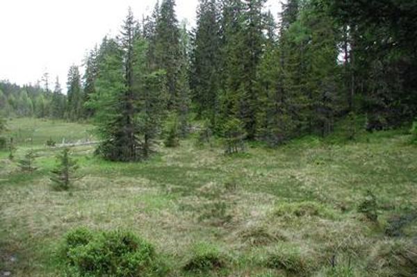 Blick auf eines der Moore im Sauerfelder Wald.