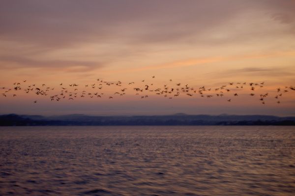 Ein Schwarm Kormorane erhebt sich über einen See vor einem orange leuchtenden Himmel