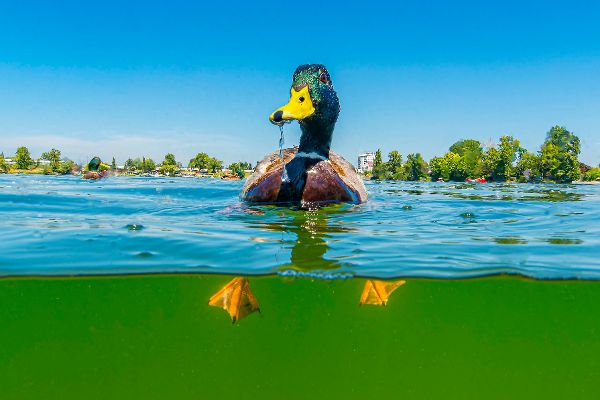 Eine männliche Stockente (Anas platyrhynchos) in der „Alten Donau“, einem von der Donau abgeschnittenen Altwassersee in der Stadt Wien.