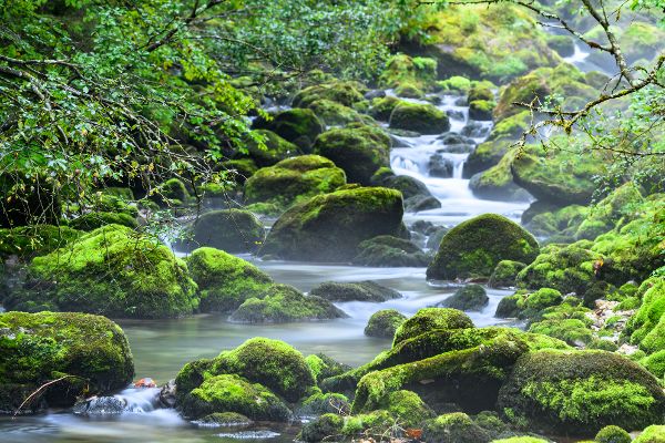 Ein Foto eines kleinen Fluss mit Steinen im Wald. 