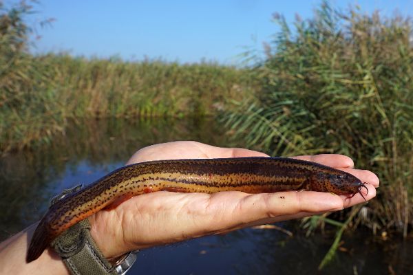 Foto eines Schlammpeitzgers auf einer menschlichen Hand.