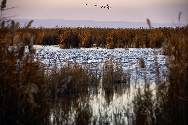 Schilf am Neusiedlersee