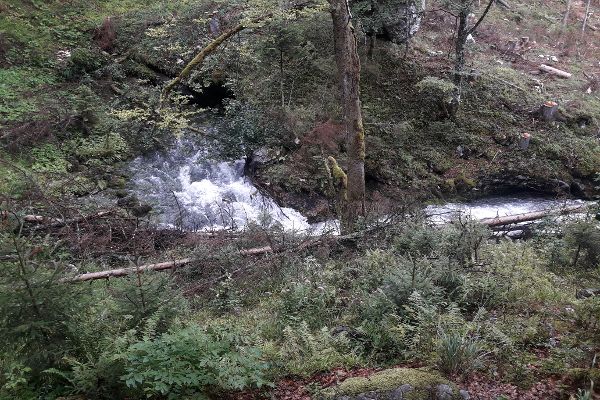 Ansicht des Quellaustrittes des Waldbachursprungs in Oberösterreich