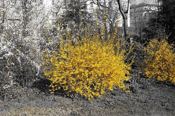 Forsythienblüte im Stadtpark Wien