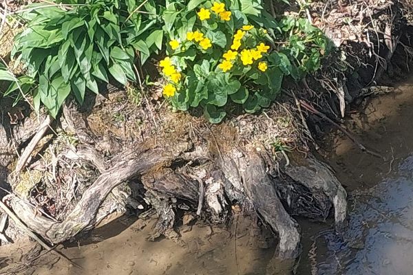 Ufer des Mühlbaches der Traisen