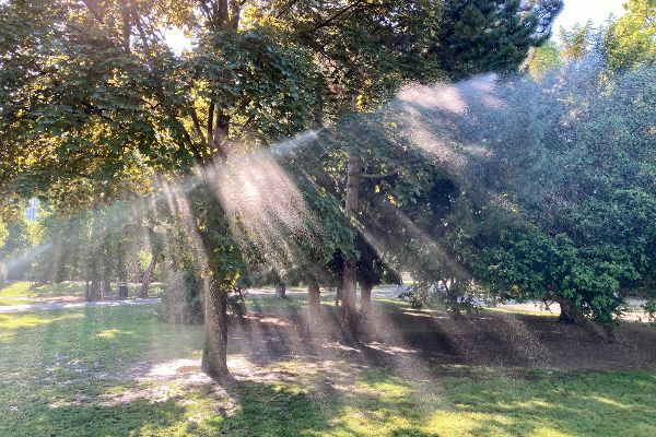 Trockenheit im Juni 2021, Bewässerung im Wiener Stadtpark