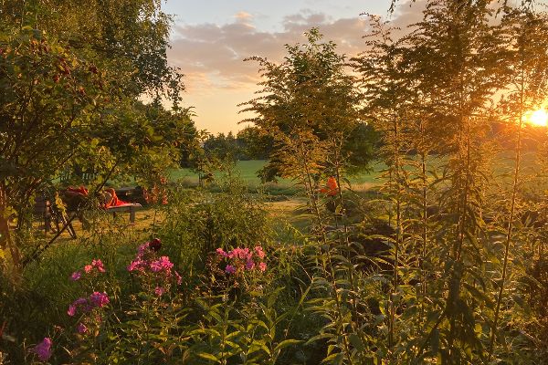 Spätsommerliche Abendstimmung mit Sträucher im Vordergrund und dem Sonnenuntergang im Hintergrund.
