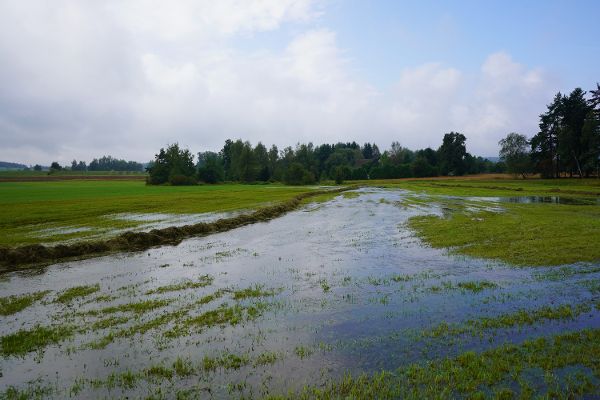 September 2020-feuchte Wiese im Waldviertel 