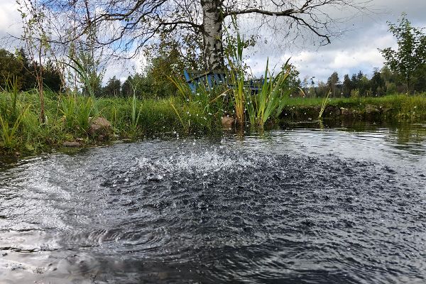 Teich im Nordosten Österreichs