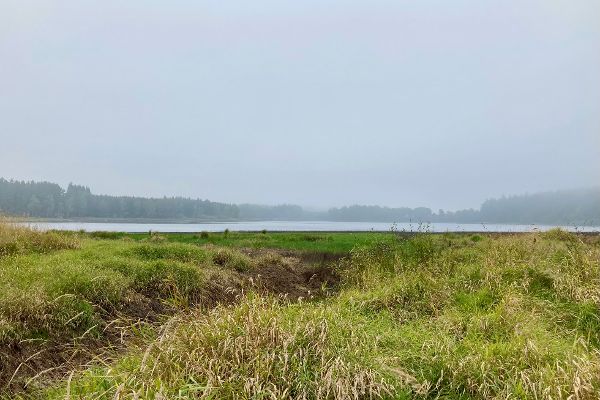 Blick über das Hochmoor in Heidenreichstein auf einen Teich an einem nebeligen Tag.