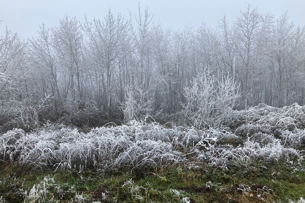 Raureif im Wienerwald