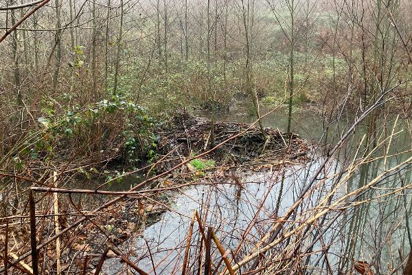 Biberbau am Weidlingbach in Niederösterreich