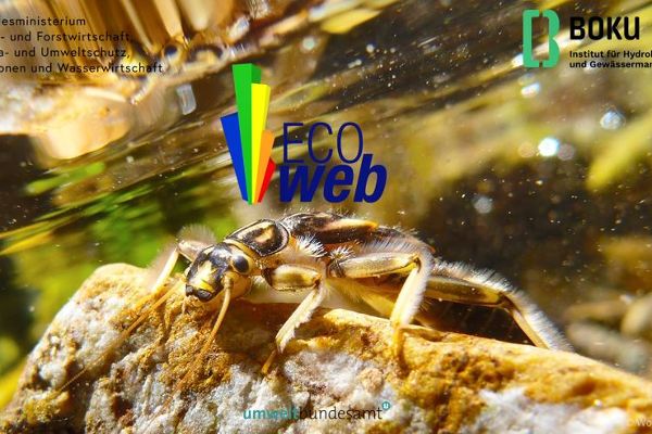 Logo ECOweb 