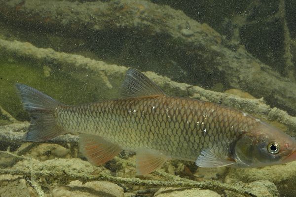 Aitl - Fisch