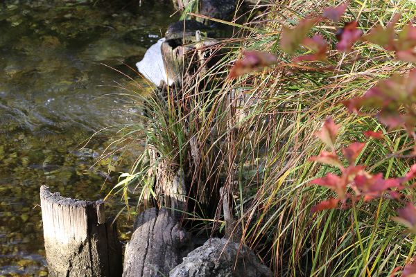 Auf dem Foto sieht man ein Fließgewässer umgeben von Schilf