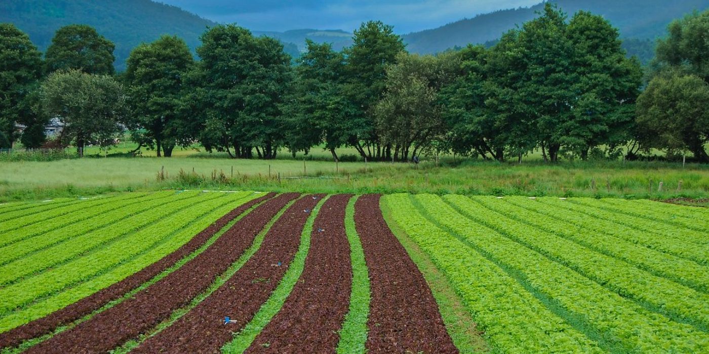 Arable land with different cultures