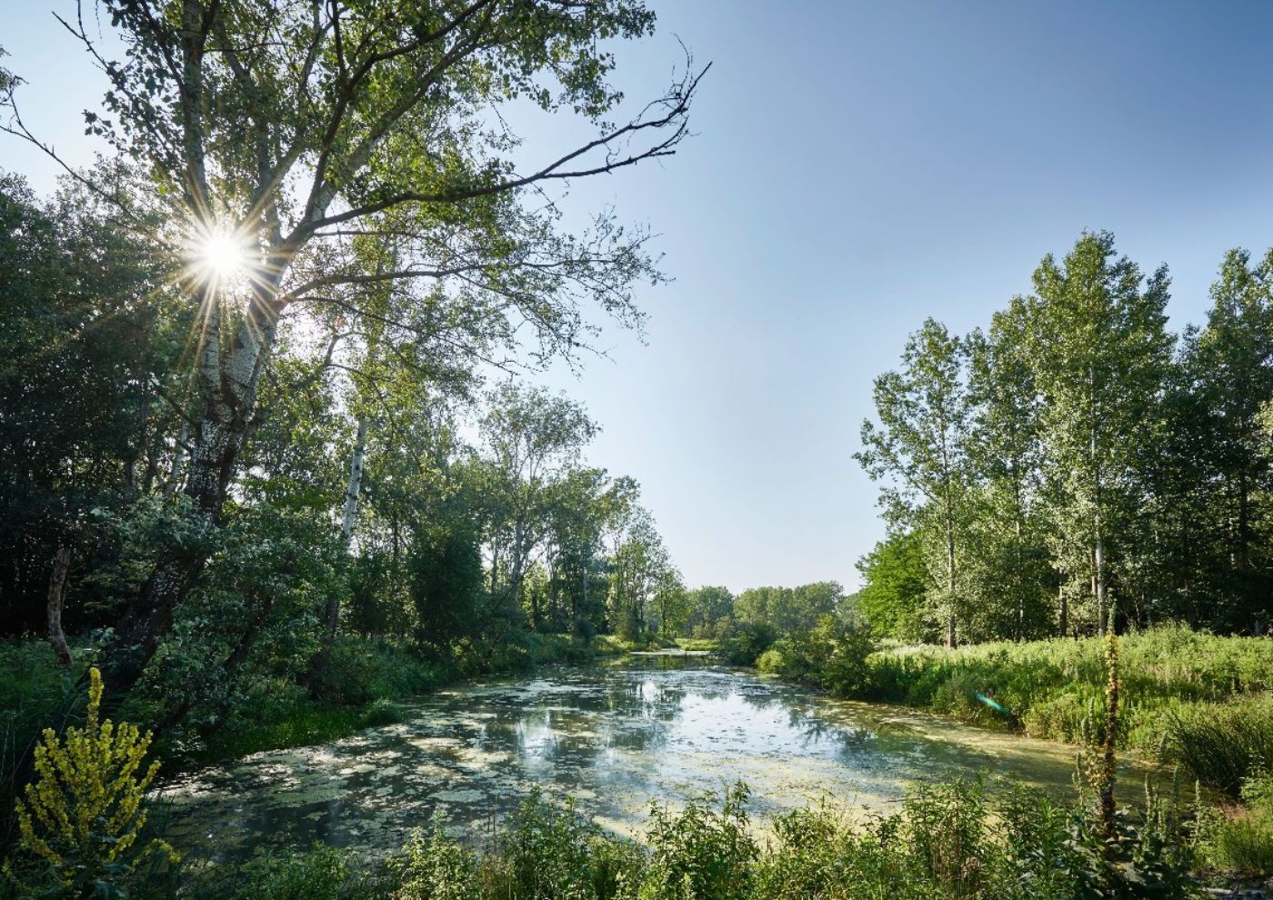 Flusslandschaft bei Altenwörth