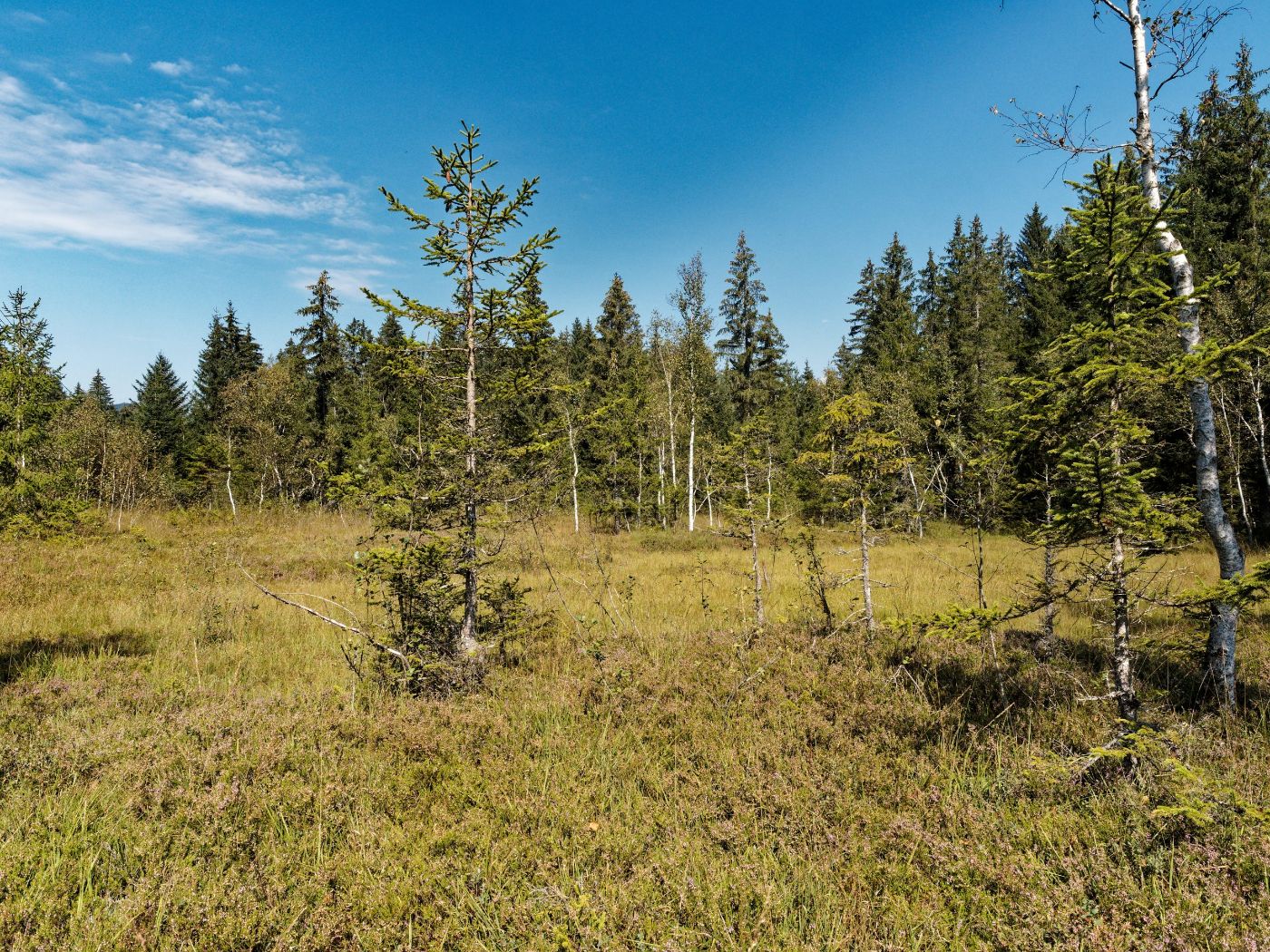 Paradieswiese_Hochmoorteil