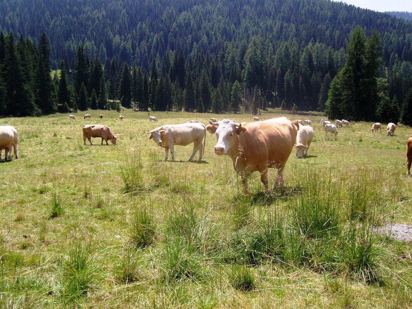 Gealptes Vieh - Maßnahme Alpung und Behirtung