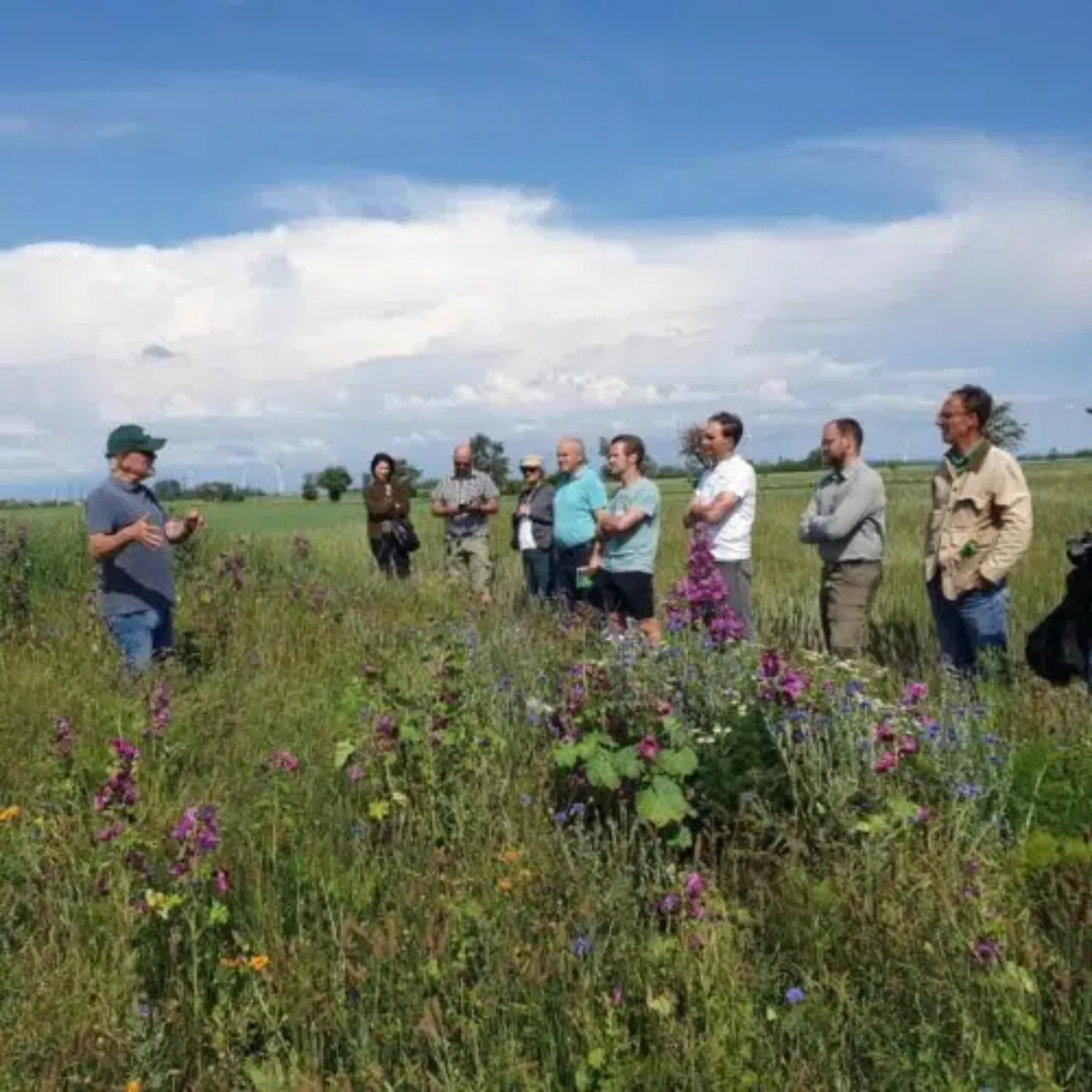 Im Marchfeld stehen mehrere Personen in einer ÖPUL Biodiversitätsfläche. Blütenreiche Pflanzen zeichnen die Fläche aus. Eine Person erklärt Details zur Bewirtschaftung. Neun Personen lauschen dem Vortrag, machen Aufzeichnungen und begutachten die Fläche.