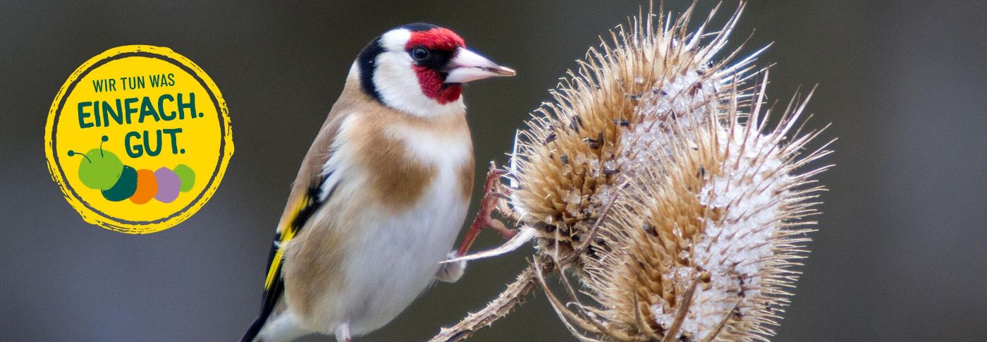 Nahaufnahme eines Stieglitzes auf einem ausgereiften Fruchtstand der Wilden Karde sitzend.
