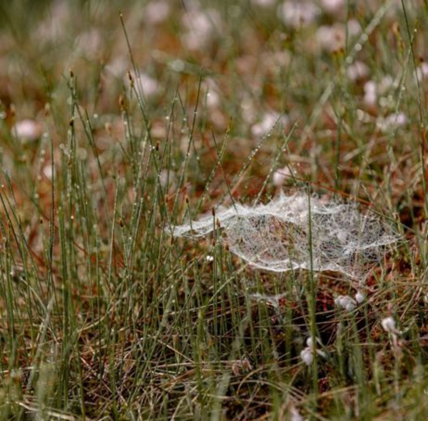 Spinnennetz im kurzwüchsigen Wollgras in einem feuchten Moor
