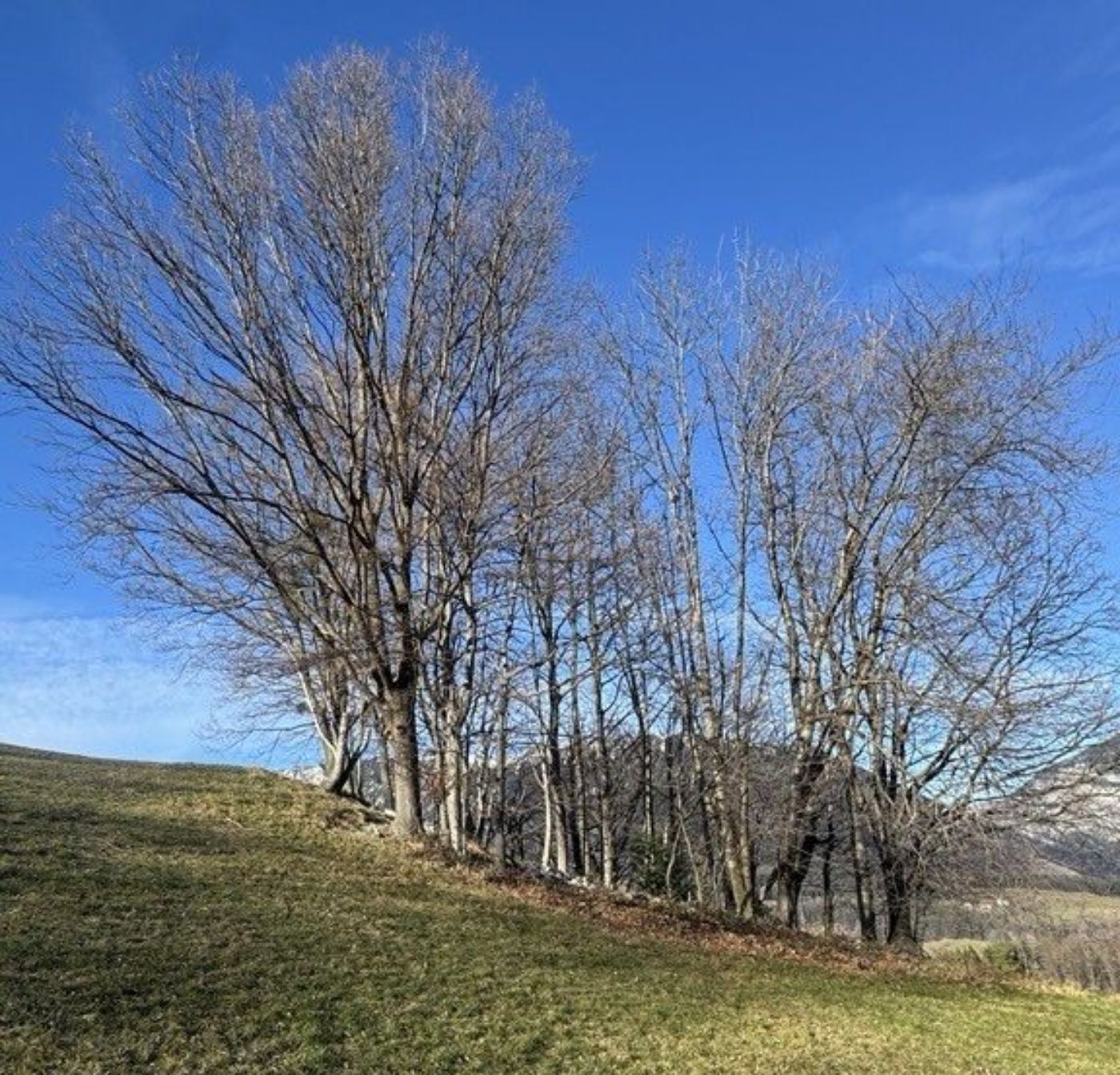 Baumgruppe im Grünland