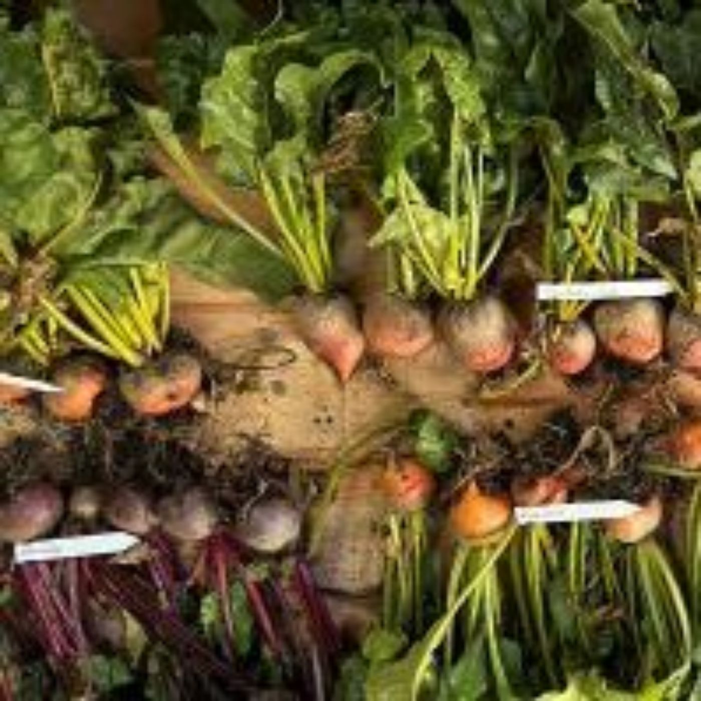 verschiedene Rüben liegen samt Kraut am Tisch. Beschriftungen markieren die einzelnen Sorten
