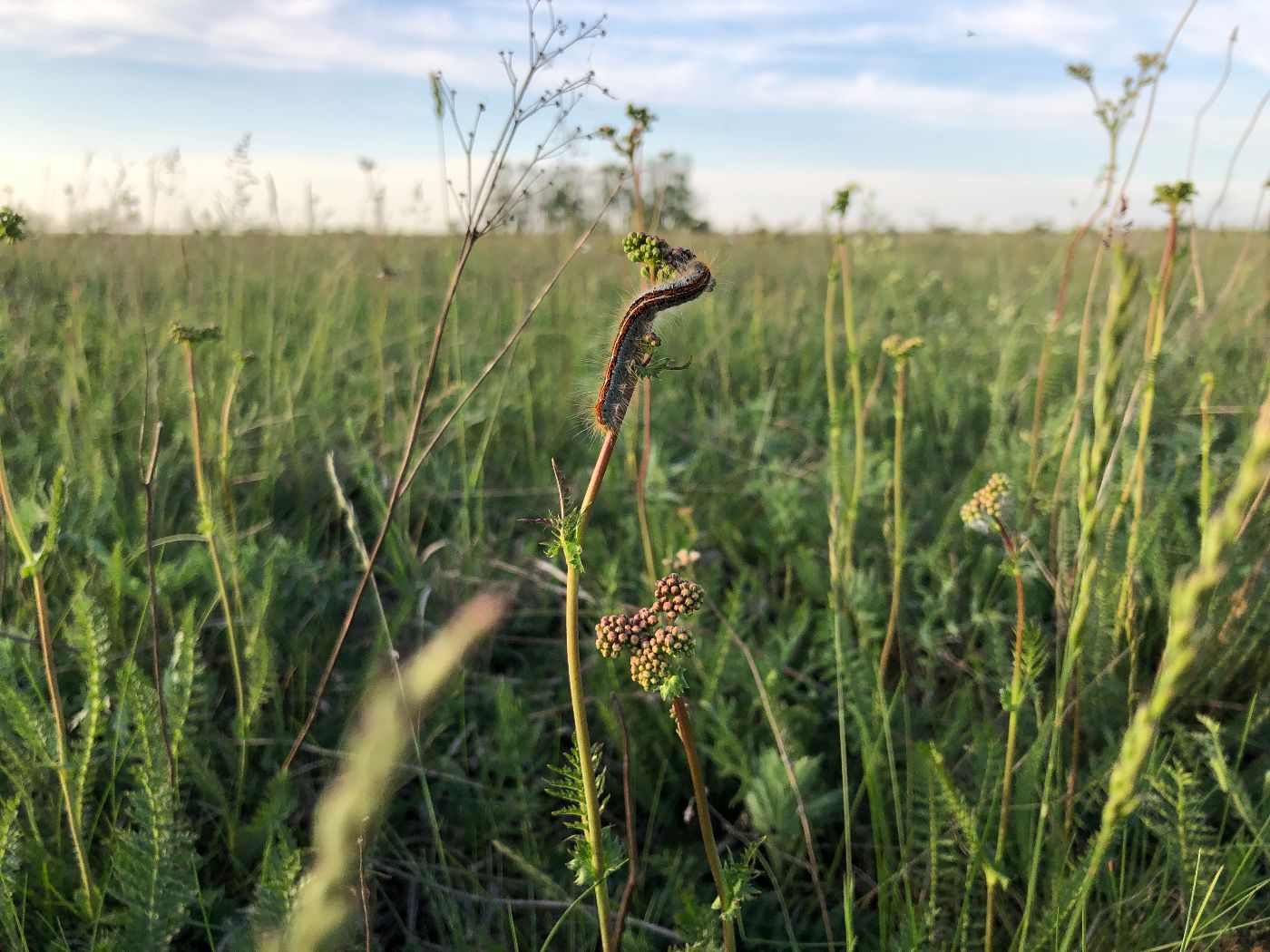 Artenreiche Wiese. Raupe erklimmt Fruchtstand