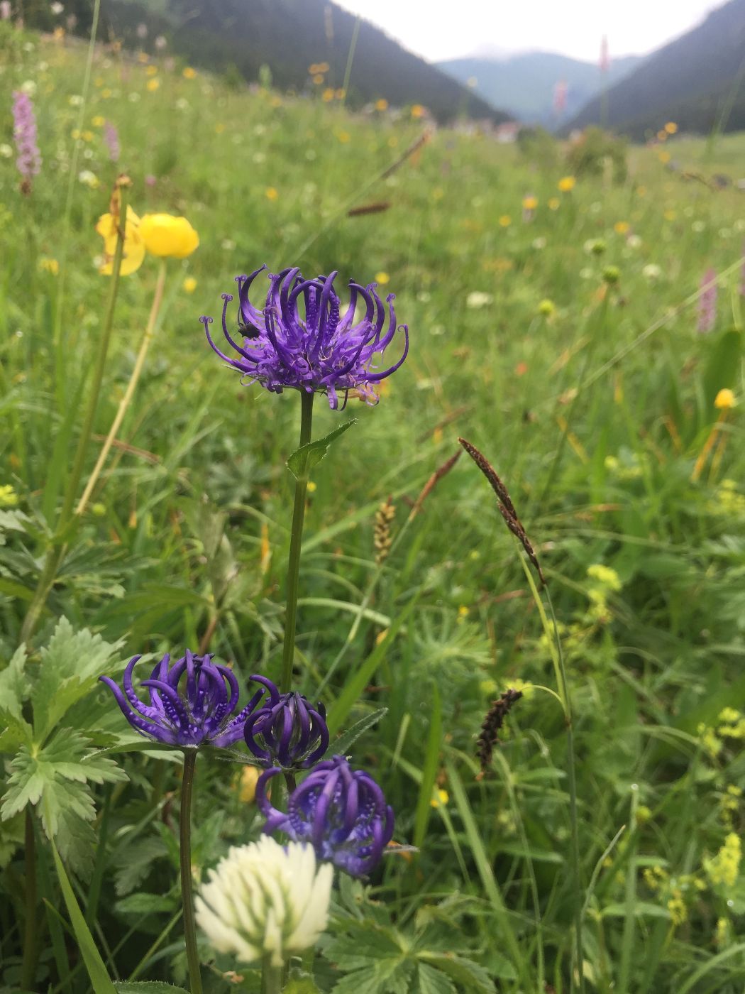 Artenreiche Wiese mit Teufelskralle, Butterblume und Knabenkraut
