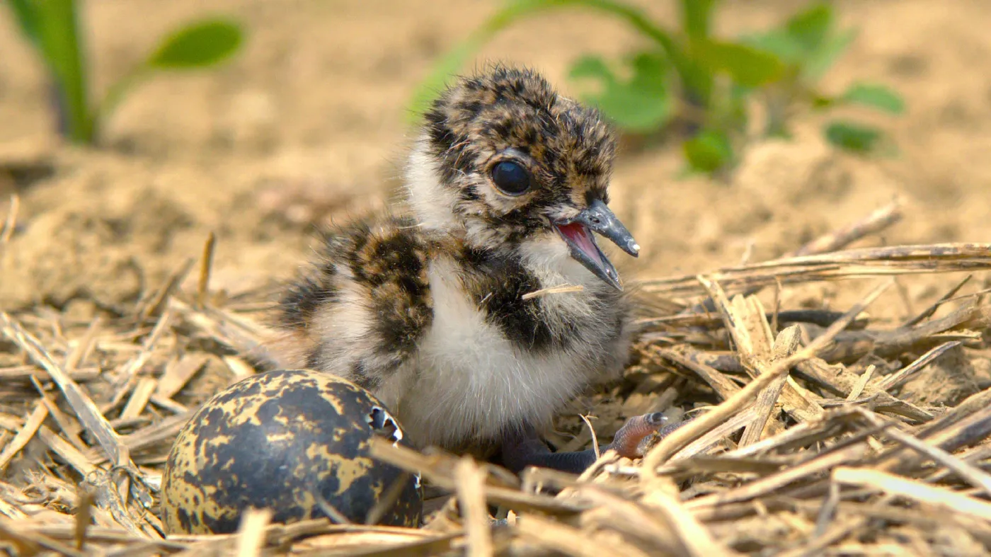 Ein Kiebitz-Küken kurz nach dem Schlüpfen