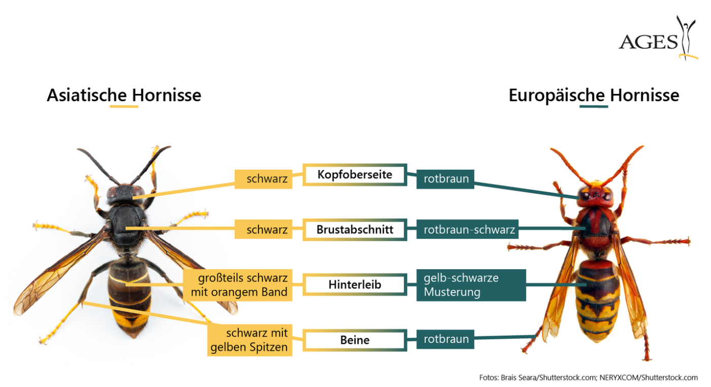 Vergleich Europäische Hornisse mit Asiatischer Hornisse
