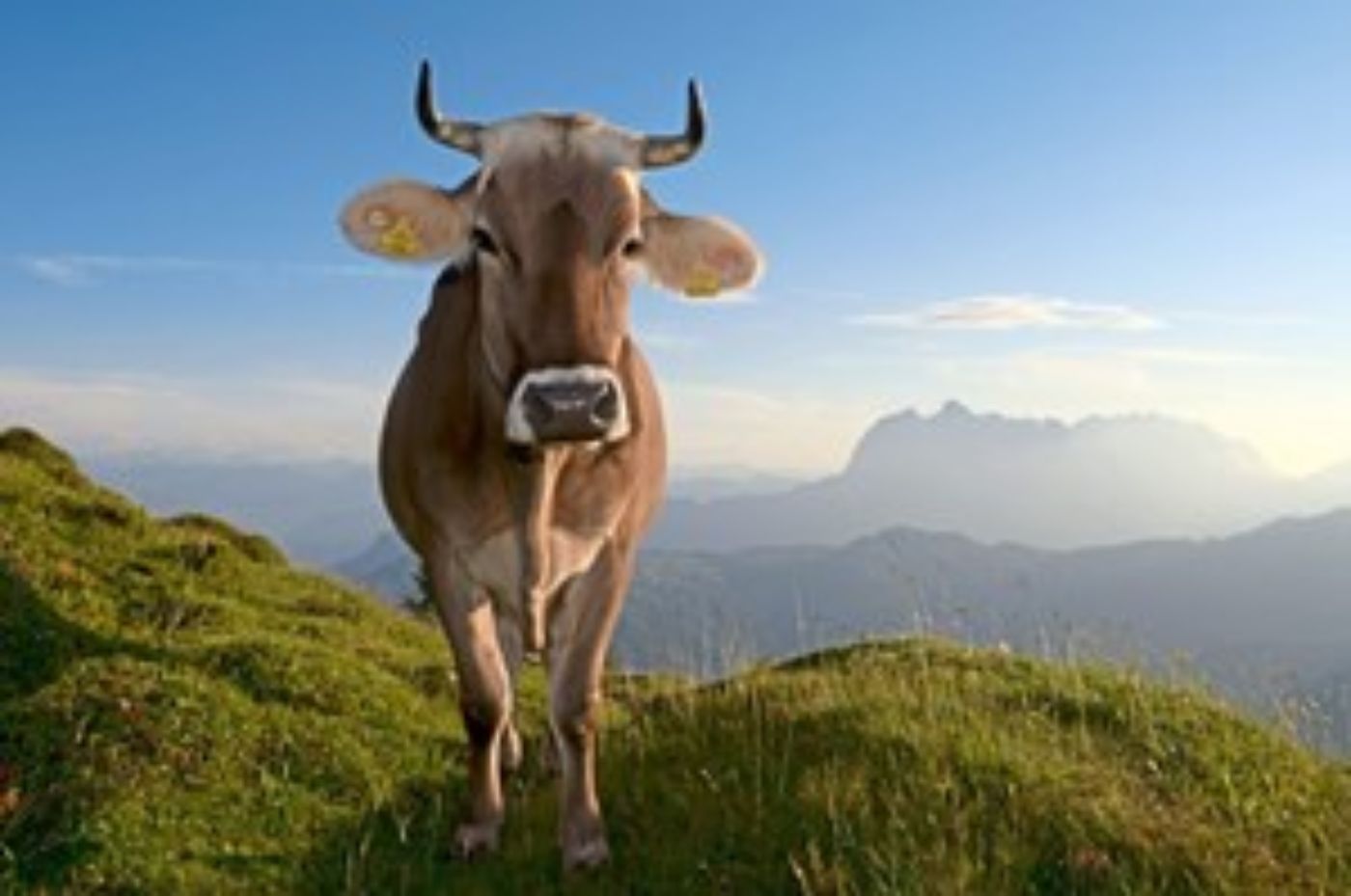 Kuh steht auf grasbewachsenem Hügel vor Berglandschaft im Sonnenlicht