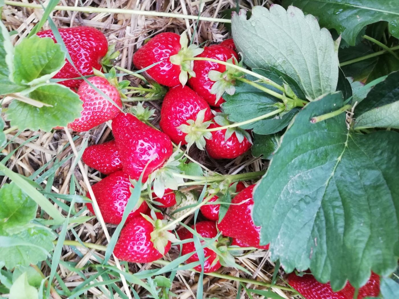 Wiesener Ananaserdbeeren