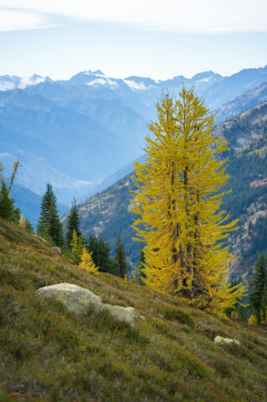 Ein Lärchenbaum mit gelb gefärbten Nadeln steht auf einem schrägen Hang, im Hintergrund eine Berglandschaft.