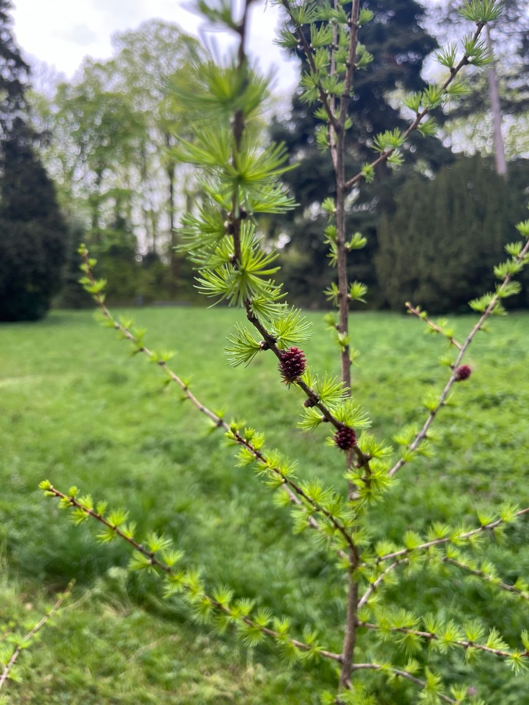 Nahaufnahme einer jungen Lärche mit hellgrünen Nadeln