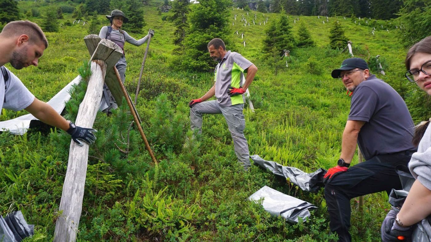 Erklärung zum Schutzwald, dessen Bedeutung sowie Wachstum und Pflege