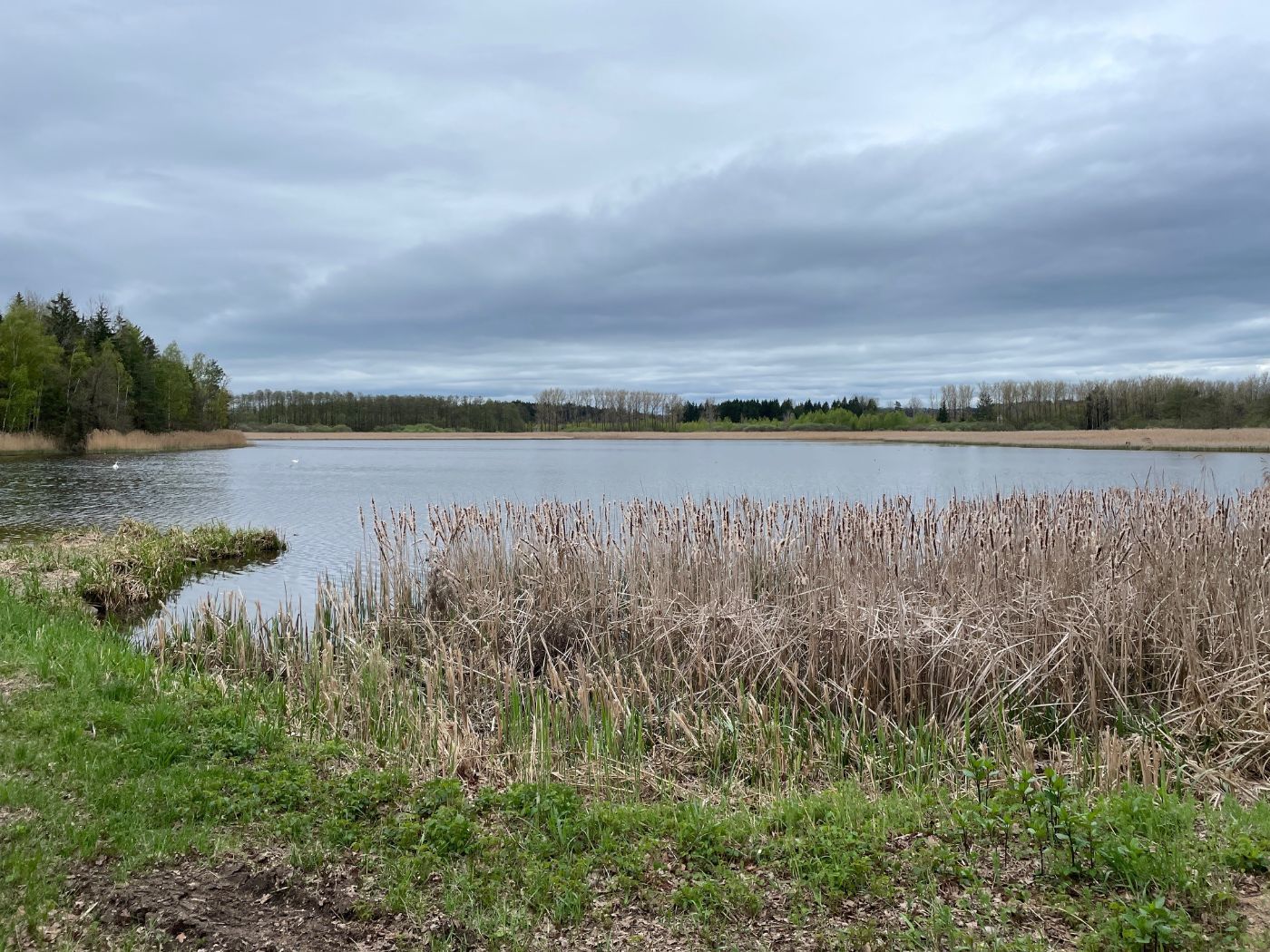 Ein Fischteich in Schrems.