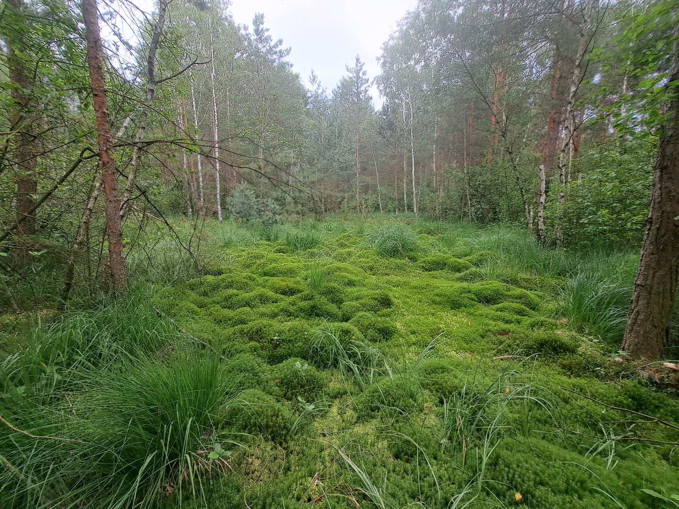 Ein Foto im Wald beim Hochmoor Schrems.