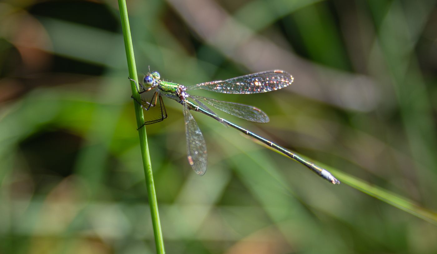 Libelle