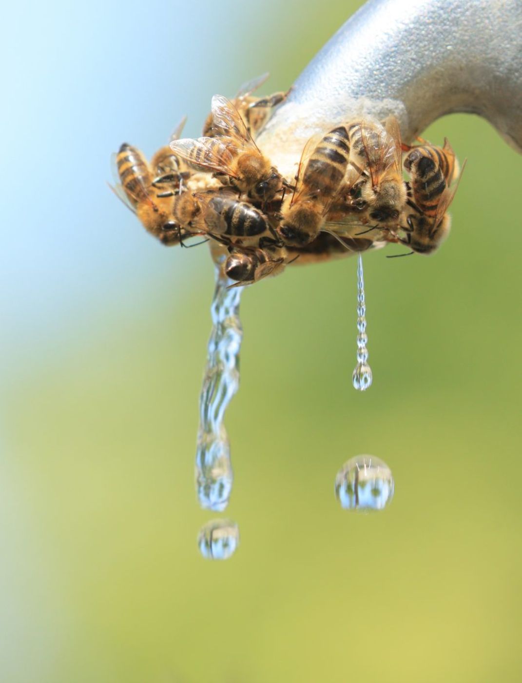 Bienen trinken von einem Wasserhahn in der Natur.