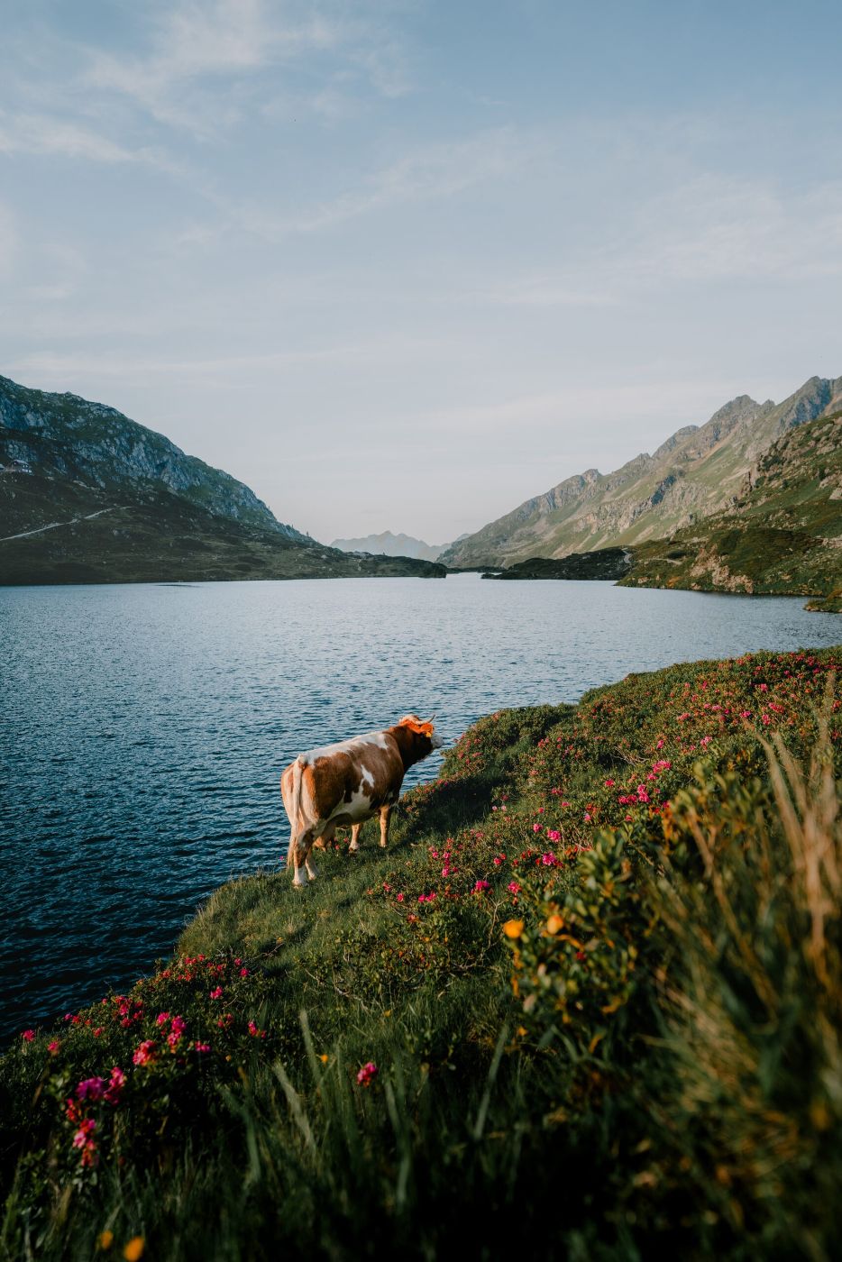 Eine Kuh vor einem Bergsee.